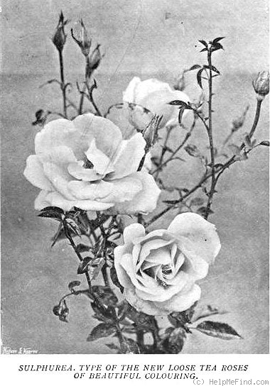 'Sulphurea (tea, Paul, 1900)' rose photo