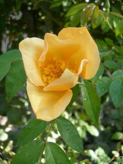 'Amber Cloud ™' rose photo