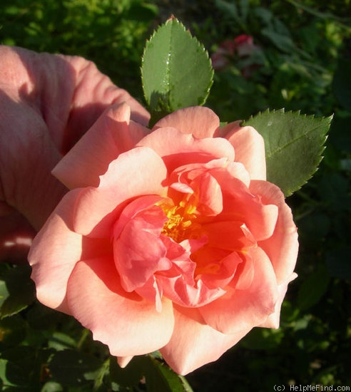 'GOBXDOB' rose photo