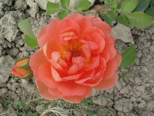 'Jardin de la Rose'  photo