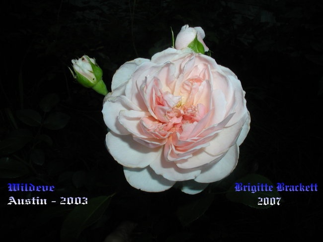 'Eglantine's new Rose Garden - 2007'  photo