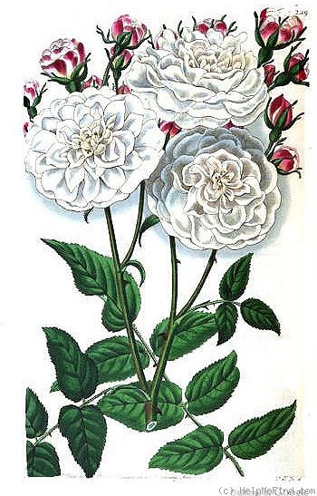 'Nivea (noisette, Vibert 1824)' rose photo