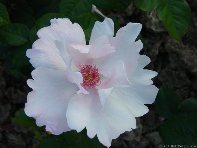 'Anne-Aymone Giscard d'Estaing ® (floribunda, Dorieux, 1993)' rose photo