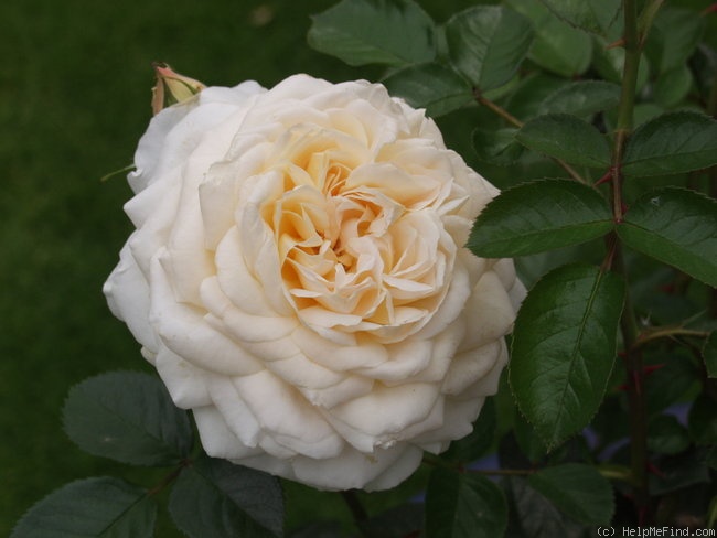 'Cream Abundance' rose photo