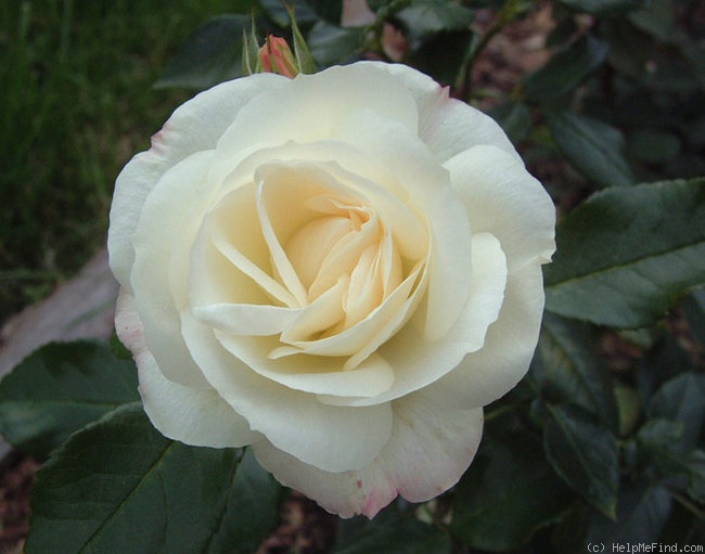 'La Paloma 85 ®' rose photo