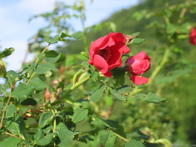 '<I>R. moyesii</i>' rose photo