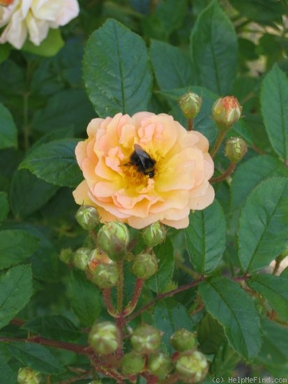 'Ghislaine de Féligonde' rose photo