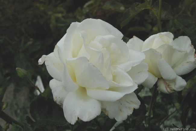 'Glynis my Cariad' rose photo