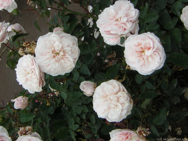 'Souvenir de la Malmaison' rose photo