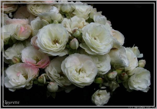 'Bouquet Parfait ® (Hybrid Musk, Lens, 1989)' rose photo