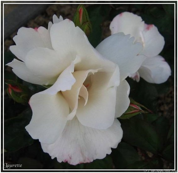 'Anne-Aymone Giscard d'Estaing ® (floribunda, Dorieux, 1993)' rose photo