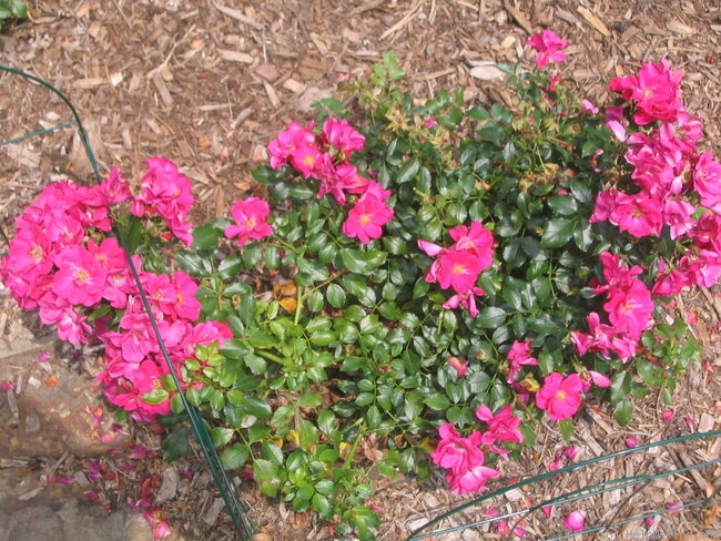 'Roseberry Blanket' rose photo