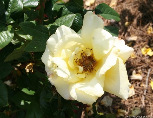 'Arlene Francis' rose photo