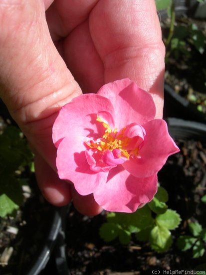 'JOXCAROP' rose photo