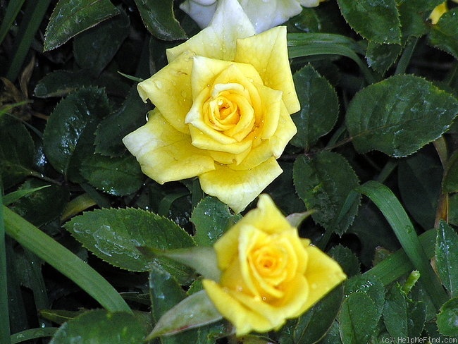 'King's Mountain' rose photo
