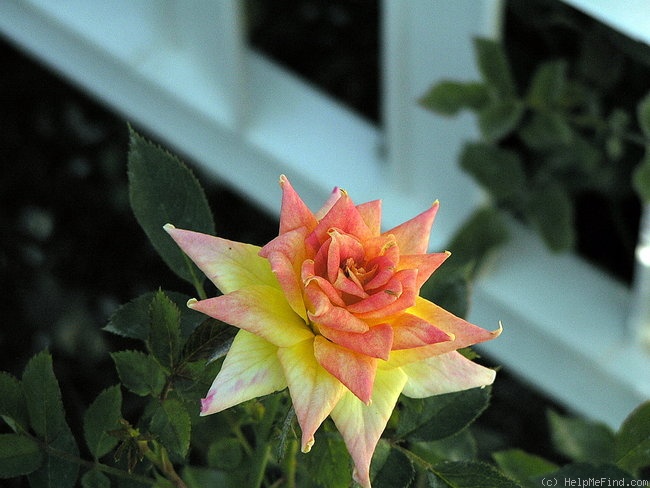 'George's Pride ™' rose photo