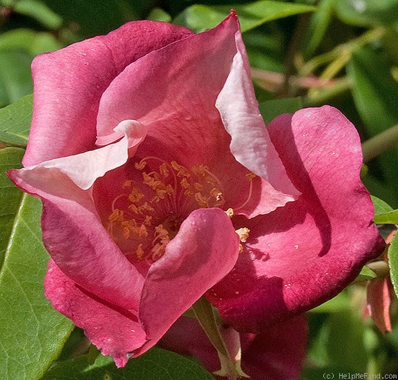 '<i>Rosa chinensis</i> var. <i>spontanea</i> T.T.Yu & T.C.Ku' rose photo