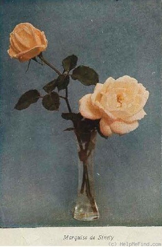 'Marquise de Sinéty' rose photo