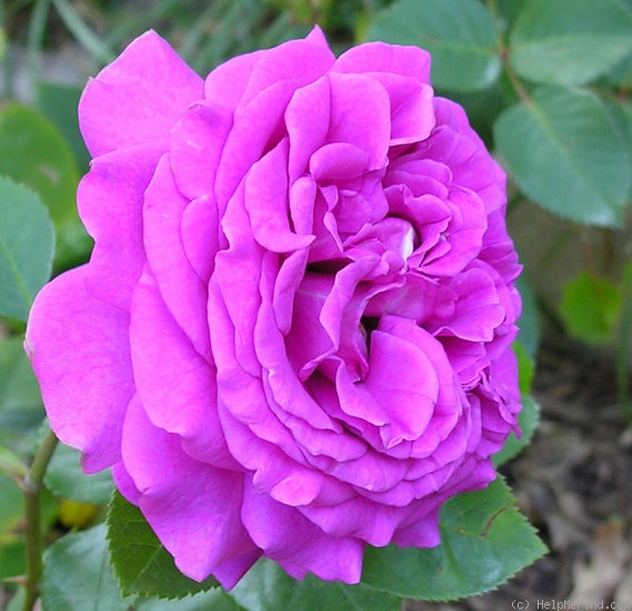 'Rosemary Ladlau' rose photo