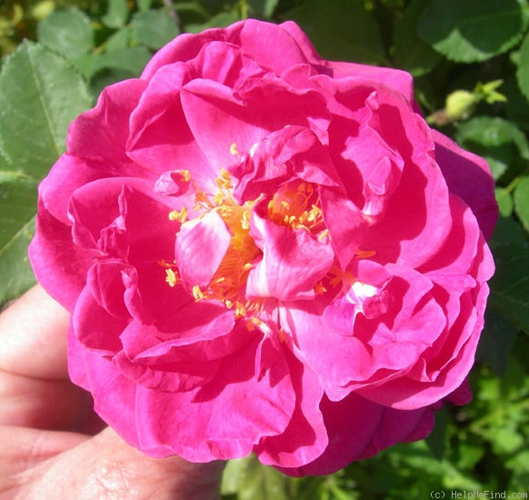 'Joyberry' rose photo