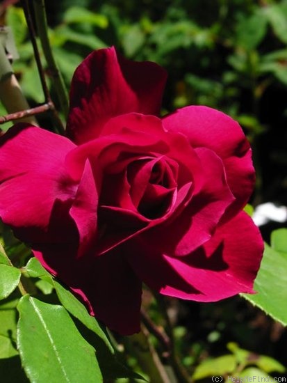 'Monsieur Tillier' rose photo