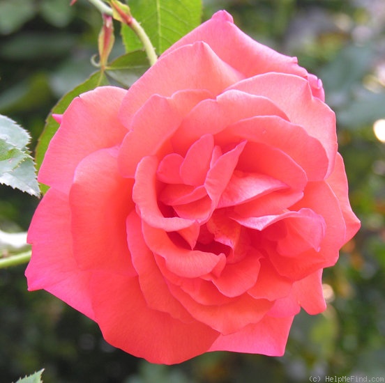 'Las Vegas (hybrid tea, Kordes, 1972)' rose photo