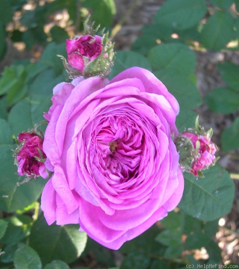 'Ralph Moore's South African OGR' rose photo