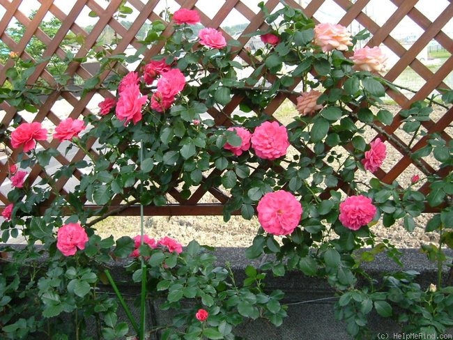 'Great Koster' rose photo