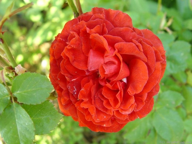 'Jolly Roger' rose photo