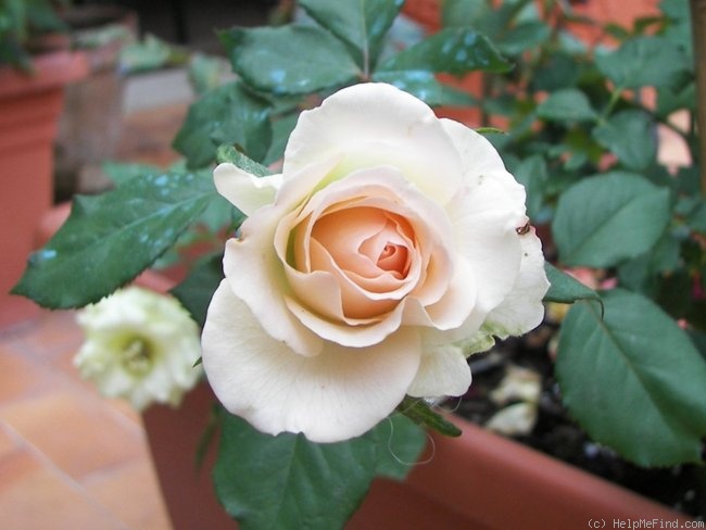 'La Belle ® (hybrid tea, Kordes 2005)' rose photo