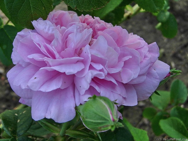 'Ispahan (damask, Unknown, before 1827)' rose photo