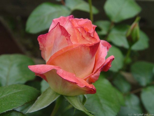 'Sea Pearl' rose photo