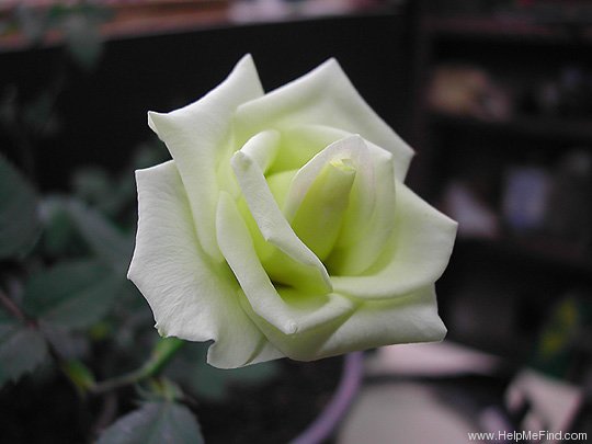 'Fairqueen' rose photo