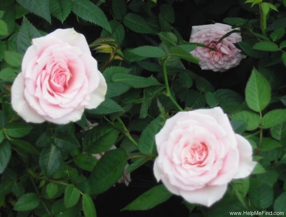 'Julie Parade' rose photo