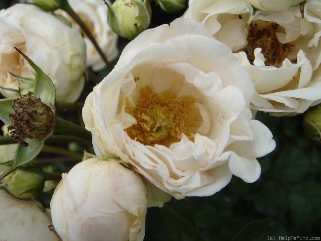'Bella Weiss ®' rose photo