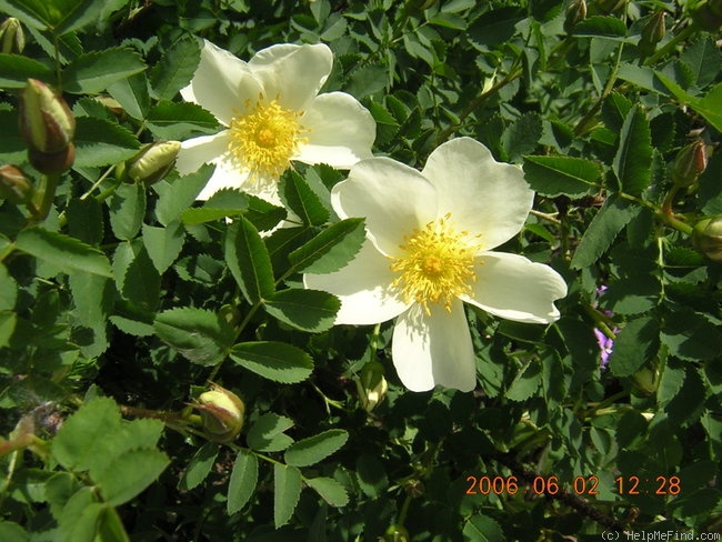 '<i>Rosa altaica</i> Willd. syn.' rose photo
