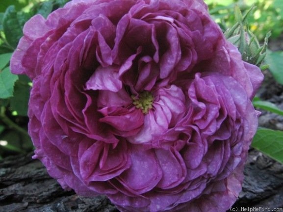 'Cosimo Ridolfi' rose photo