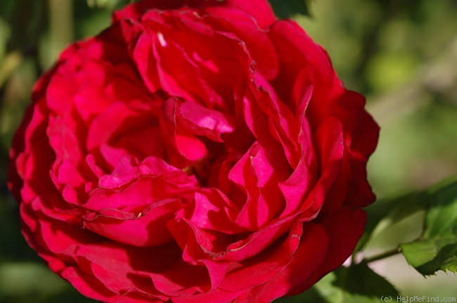 'Albert La Blottais' rose photo