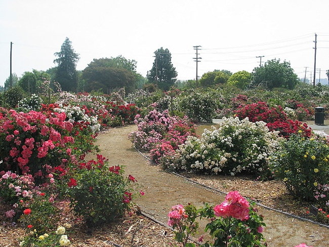 'San Jose Heritage Rose Garden'  photo