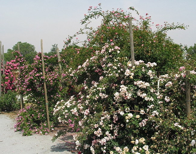 'San Jose Heritage Rose Garden'  photo