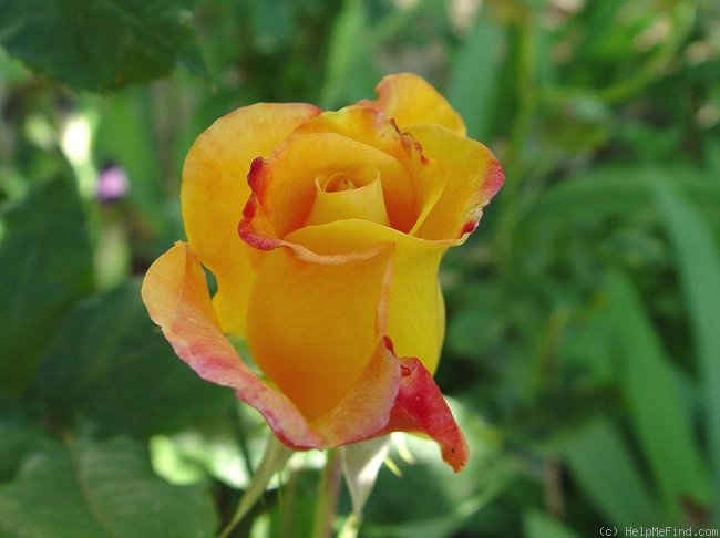 'Rio Samba ™' rose photo