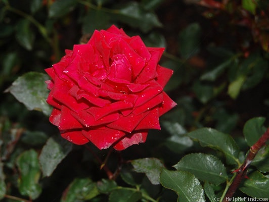 'Douchka' rose photo