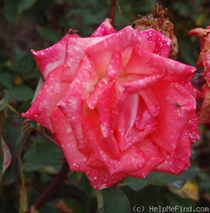'Kombination' rose photo
