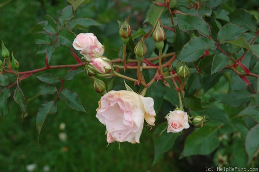 'Alun' rose photo