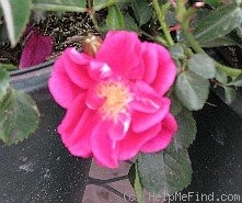 'Roseberry Blanket' rose photo
