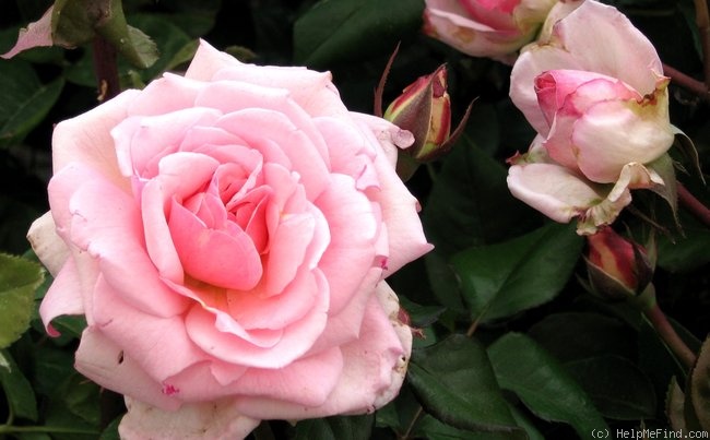 'Rose Parade' rose photo