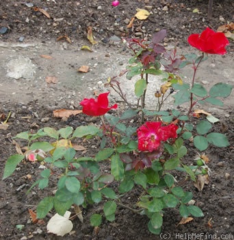 'Herzblut' rose photo