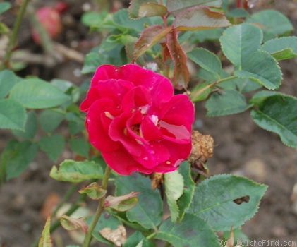 'Erna Grootendorst' rose photo