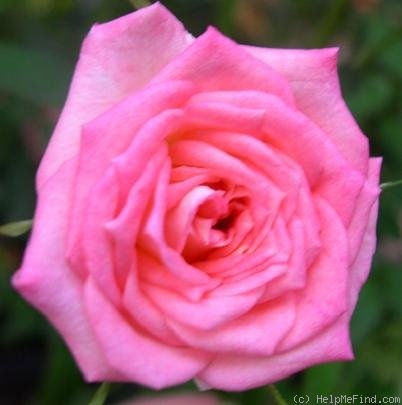 'Party Girl's Daughter' rose photo