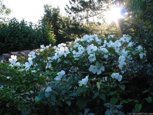 'Cooper's Burmese' rose photo